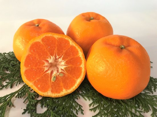 天草ポンカン　５kg箱 - 柑橘専門　有楽園