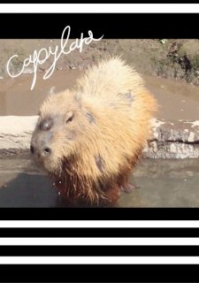 No.975 cute Capybara Ⱦµ/Ĺµ ߸ˤ(T/åȥ/̿/ԥХ/ưʪ/İ/)