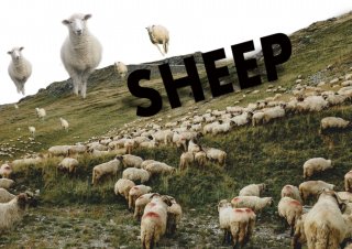 No.1106 SHEEP ※半袖/長袖 在庫あり (ロンT/カットソー/写真/羊/動物/山/草原/自然/可愛い/かっこいい)