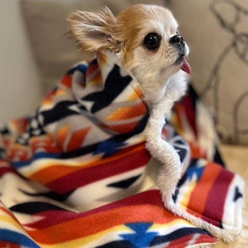 <img class='new_mark_img1' src='https://img.shop-pro.jp/img/new/icons13.gif' style='border:none;display:inline;margin:0px;padding:0px;width:auto;' />NativeAmerican꡼blanket