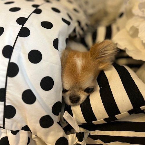 <img class='new_mark_img1' src='https://img.shop-pro.jp/img/new/icons13.gif' style='border:none;display:inline;margin:0px;padding:0px;width:auto;' />Fuwa   դȤ󡡡̣꡼(ɥåȡߥȥ饤)