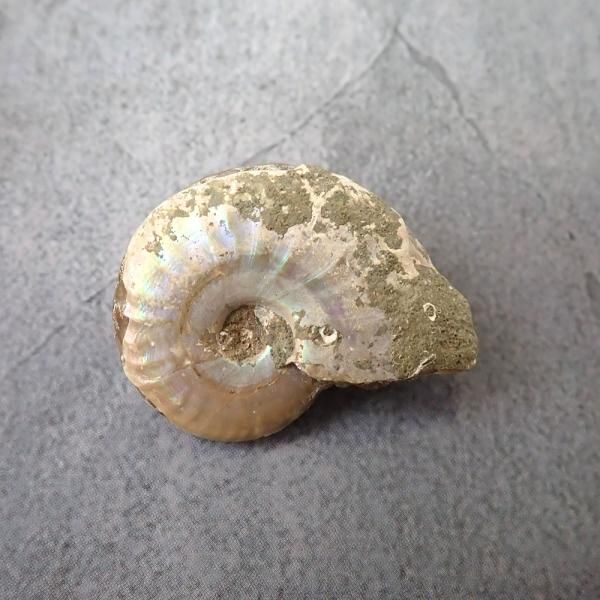 アンモナイト 化石 縦37mm x 横28mm x 奥11mm [OK178] - ヒカリ