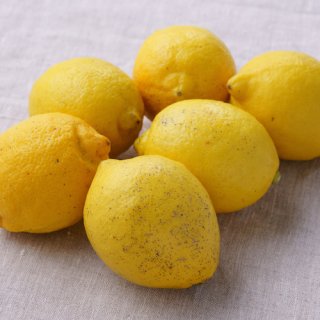 【訳アリ｜無化学農薬】「青いレモンの島」のレモン 1kg