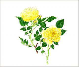 版画 「二輪の黄色いバラ」
