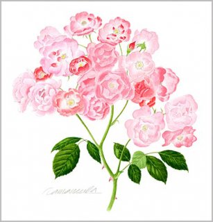版画 「一枝のバラの花房」