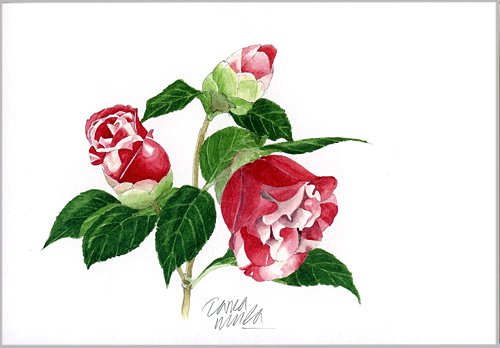 ポストカード 赤い八重の椿の花 ヴィラデストワイナリーオンラインショップ