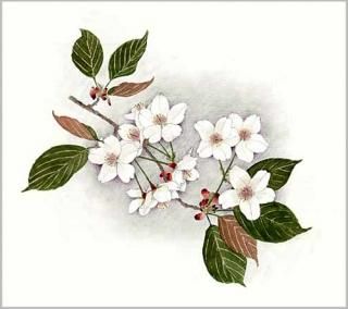 花の版画 - ヴィラデストワイナリーオンラインショップ