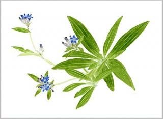 玉村豊男 版画作品 - ヴィラデストワイナリーオンラインショップ