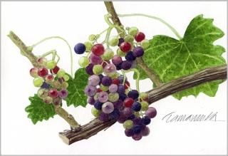 ポストカード「ぶどう」 - ヴィラデストワイナリーオンライン