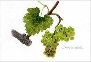 葡萄の壺 水犀・mizusai