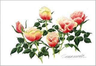 赤い薔薇　ミクストメディア　ホワイト額入り 楽天市場】【ローズカット スプレーボトル】10ml 香水 アトマイザー