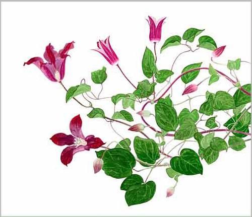 版画 「赤い花のクレマチス」 - ヴィラデストワイナリー