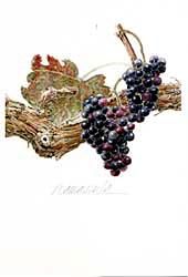 玉村豊男 版画作品 - ヴィラデストワイナリーオンラインショップ