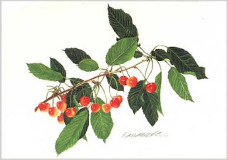 版画 「収穫された三つの桃」 - ヴィラデストワイナリーオンラインショップ