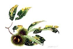 版画 「柘榴と葡萄」 - ヴィラデストワイナリーオンラインショップ