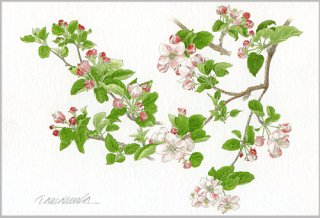 ポストカード「りんごの花枝」