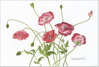 ポストカード「ヒナゲシの花」