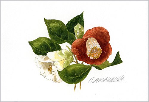 ポストカード 赤と白の椿の花 ヴィラデストワイナリーオンラインショップ