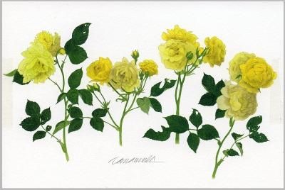 ポストカード「真紅のバラ」 - ヴィラデストワイナリーオンラインショップ