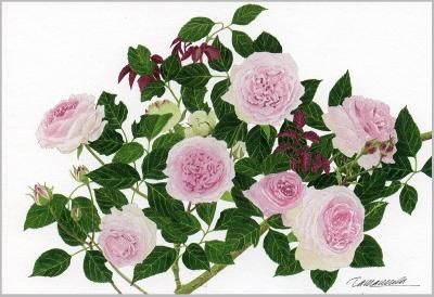 ポストカード「真紅のバラ」 - ヴィラデストワイナリーオンラインショップ