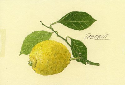 ポストカード「卓上のレモン」
