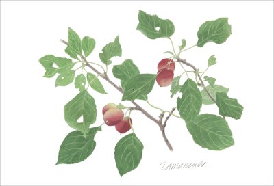 ポストカード「姫リンゴの枝｣