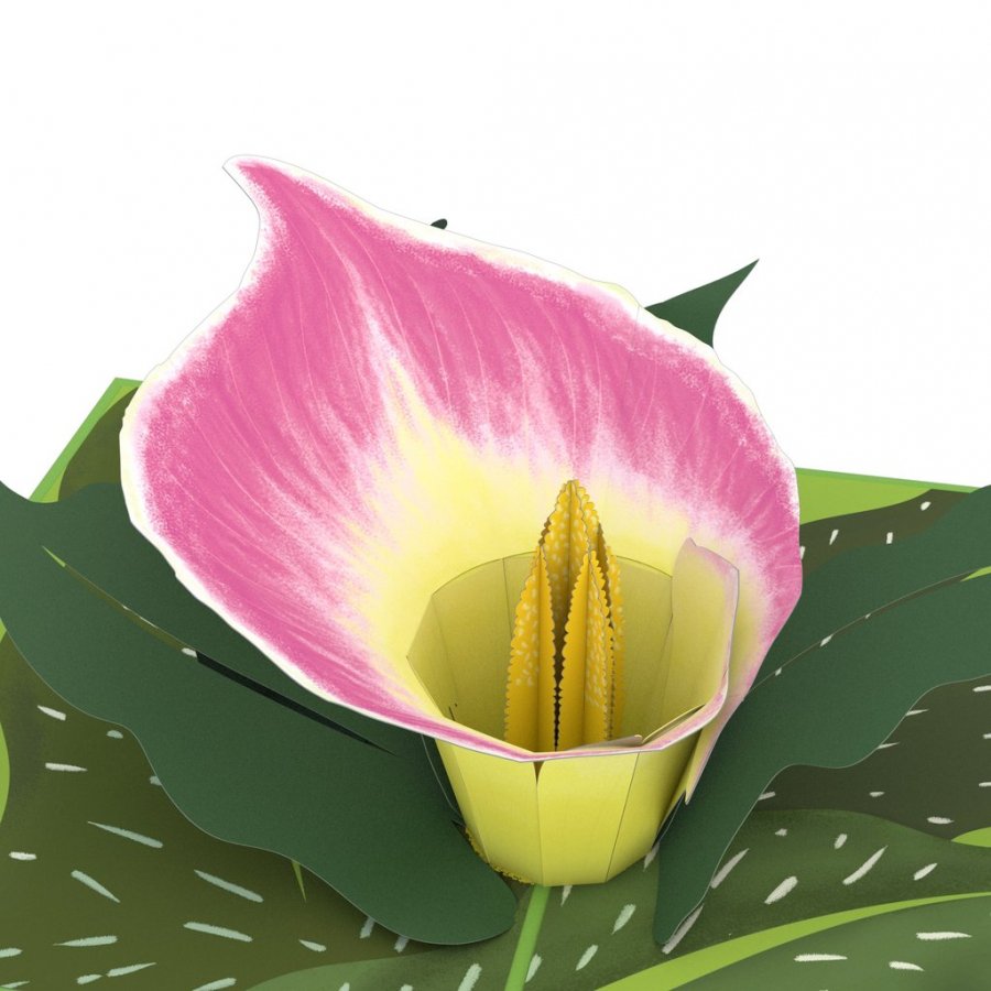 Pink Calla Lily 3D card<br>ԥ󥯥顼꡼