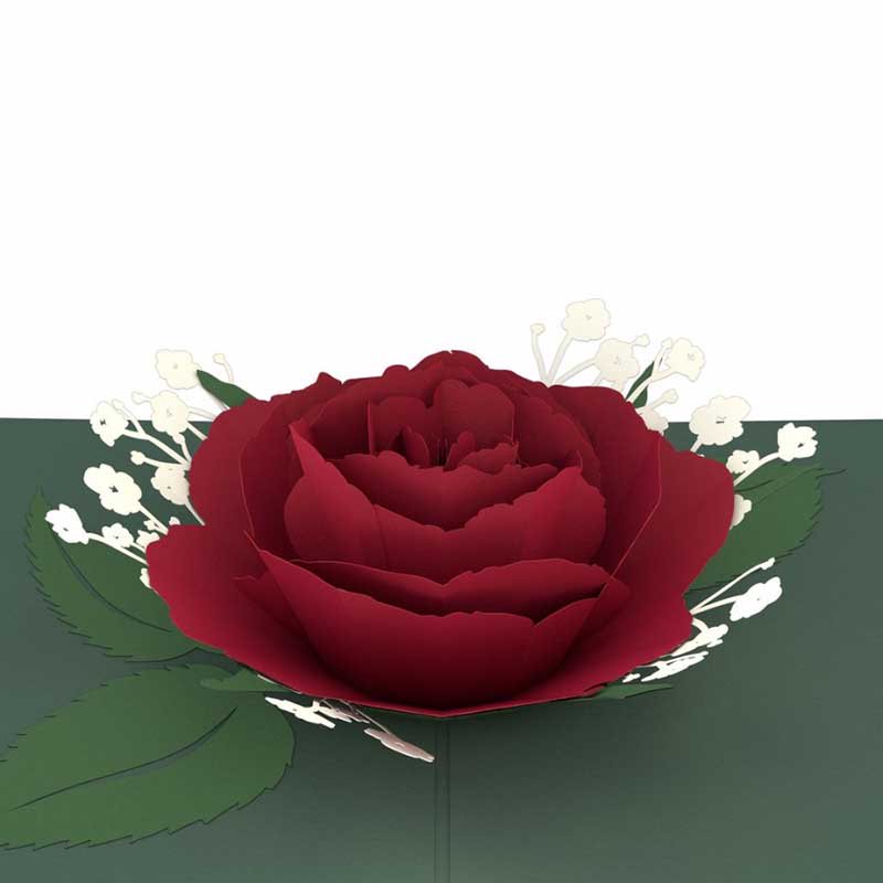 Red Rose Bloom 3D card<br>֤