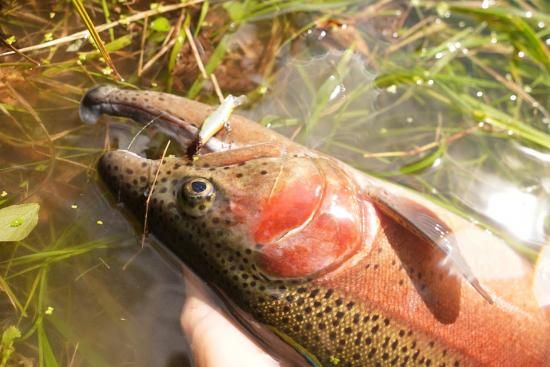 IGNA42S ニゴリニチャート - 渓流用トラウトロッド・ロッド