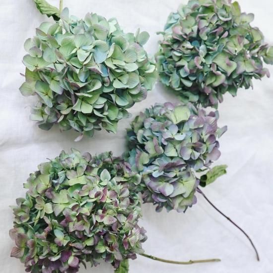 花材 秋色アジサイ 1本 Ovalhomeplanet