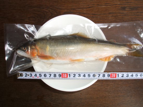 天然鮎　特大1匹（180g～200g） - 恵那峡さかえ屋