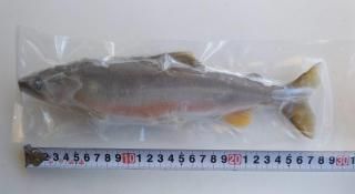 ŷӤäꡪ1ɤ220g240g