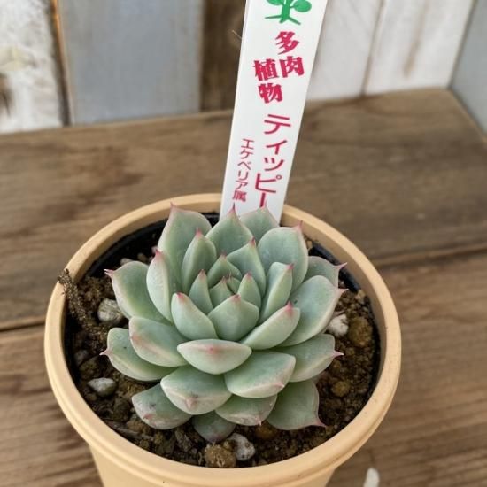 エケベリア ティッピー 多肉植物 人気の多肉植物 多種類の多肉植物通販専門店リバスタ