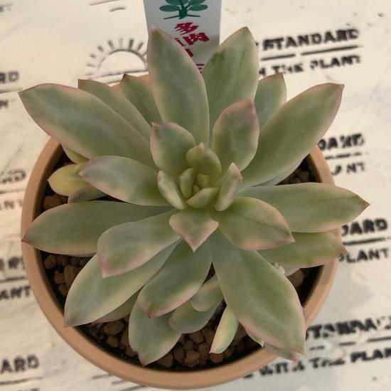 75#多肉植物❤️ミニベル錦群生❤️極美斑　極美苗❤️12頭17cm!拔キ苗！ ミニベル錦 群生 多肉植物 エケベリア その他インテリア雑貨 多肉の