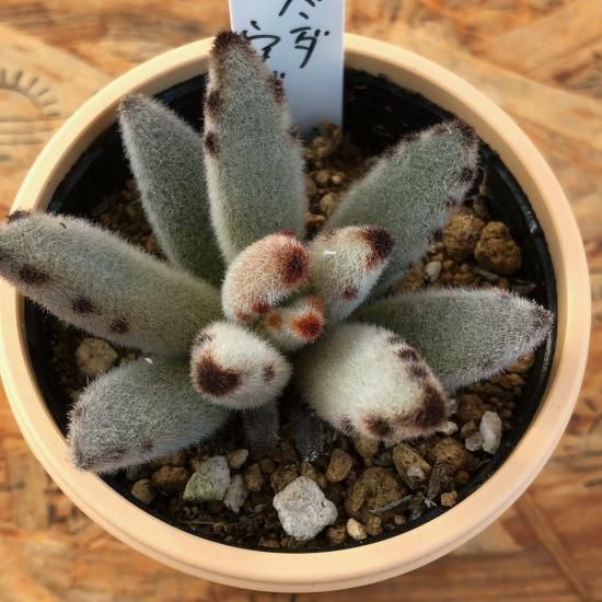 カランコエ パンダうさぎ 多肉植物 人気の多肉植物 多種類の多肉植物通販専門店リバスタ カランコエ パンダうさぎ 多肉植物 人気の多肉植物 多種類の多肉植物通販専門店リバスタ