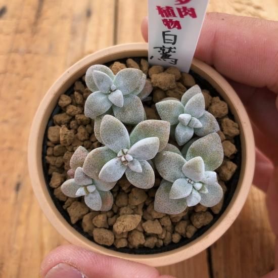 クラッスラ 白鷺 多肉植物 人気の多肉植物 多種類の多肉植物通販専門店リバスタ