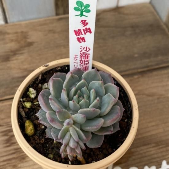 多肉植物 沙羅姫蓮華 抜き苗 エケベリア 分厚 多肉植物 沙羅姫蓮華 抜き苗 エケベリア 分厚