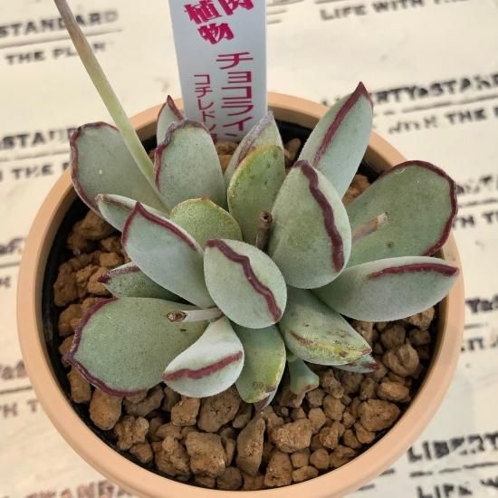 コチドレン チョコライン 多肉植物 人気の多肉植物 多種類の多肉植物通販専門店リバスタ