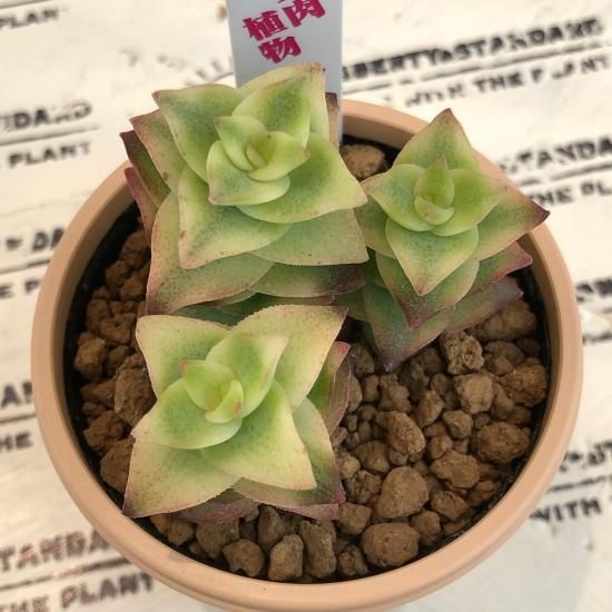 クラッスラ 南十字星 - 多肉植物 人気の多肉植物 多種類の多肉