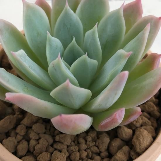 エケベリア ブラッドブリアナ - 多肉植物 人気の多肉植物 多種類