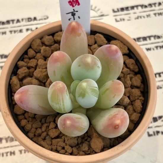パキフィツム 京美人 - 多肉植物 人気の多肉植物 多種類の多肉