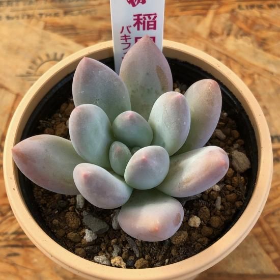 パキフィツム 稲田姫 - 多肉植物 人気の多肉植物 多種類の多肉