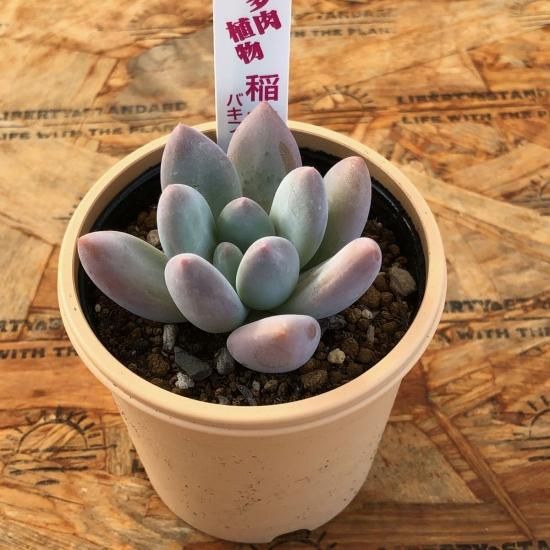 多肉植物^o^ 葉挿し赤ちゃん稲田姫 多肉植物^o^ 葉挿し赤ちゃん稲田姫