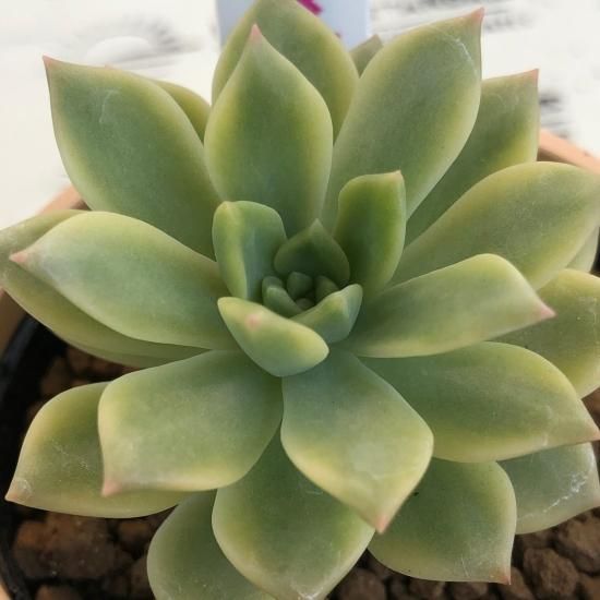 エケベリア マッコス錦 多肉植物 人気の多肉植物 多種類の多肉植物通販専門店リバスタ エケベリア マッコス錦 多肉植物 人気の多肉植物 多種類の多肉植物通販専門店リバスタ