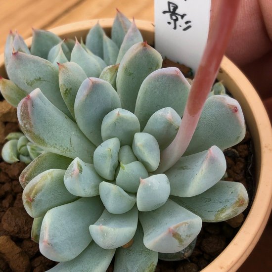 多肉植物 雪影　群生　抜き苗　エケベリア 楽天市場】雪影（ユキカゲ）【デラックス多肉】エケベリア属 多肉植物