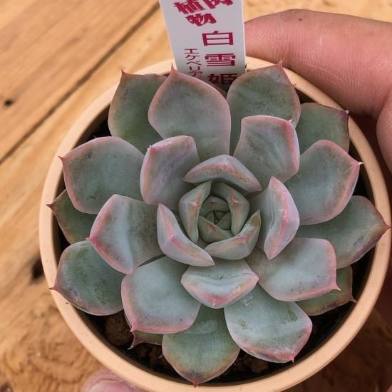 エケベリア 白雪姫 多肉植物 人気の多肉植物 多種類の多肉植物通販専門店リバスタ エケベリア 白雪姫 多肉植物 人気の多肉植物 多種類の多肉植物通販専門店リバスタ