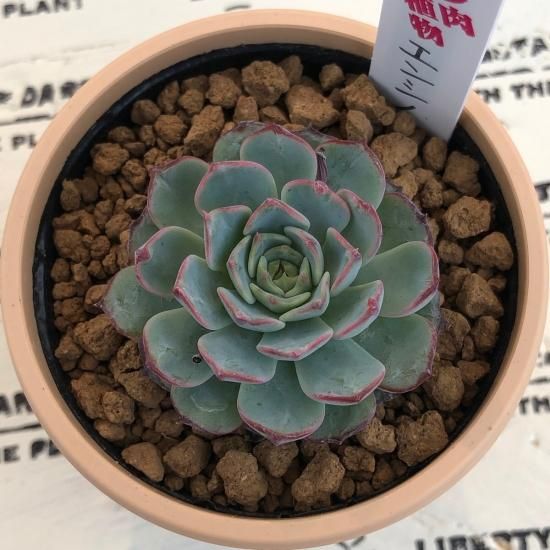 エケベリア エンシノ 多肉植物 人気の多肉植物 多種類の多肉植物通販専門店リバスタ エケベリア エンシノ 多肉植物 人気の多肉植物 多種類の多肉植物通販専門店リバスタ