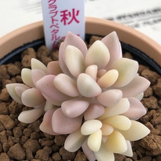 クラプトペタルム 姫秋麗錦 - 多肉植物 人気の多肉植物 多種類の クラプトペタルム 姫秋麗錦 - 多肉植物 人気の多肉植物 多種類の