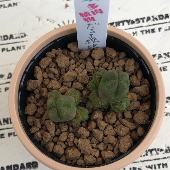 ダルマ緑塔　抜き苗 ダルマ緑塔 抜き苗 ダルマ緑塔 抜き苗 【公式通販】