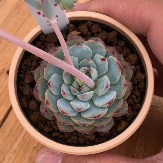 No.461 ❁ブルーミニマ❁ カット苗 多肉植物 寄せ植え ブルーミニマ